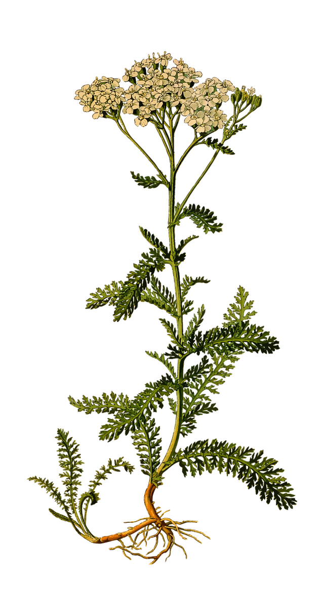 Which part of the plant usually grows beneath the soil?