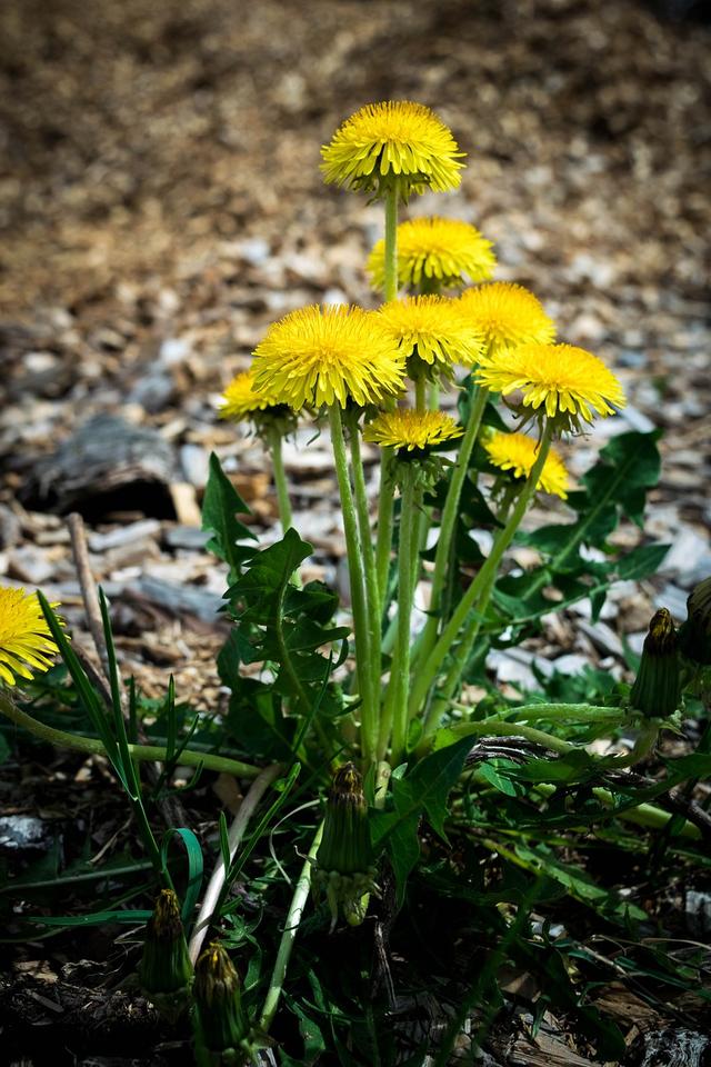 dandelion plant