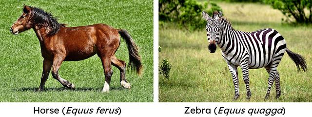 Which of these correctly describes the difference between the horse (*Equus ferus*) and zebra (*Equus quagga*)?