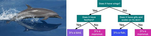 Use the classification key to classify a dolphin.