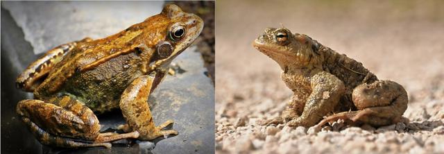 The frog (*Rana temporaria*) and toad (*Bufo bufo*) are both animals. Which statement correctly describes the difference between?