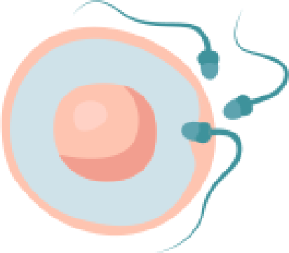 An image in a quiz