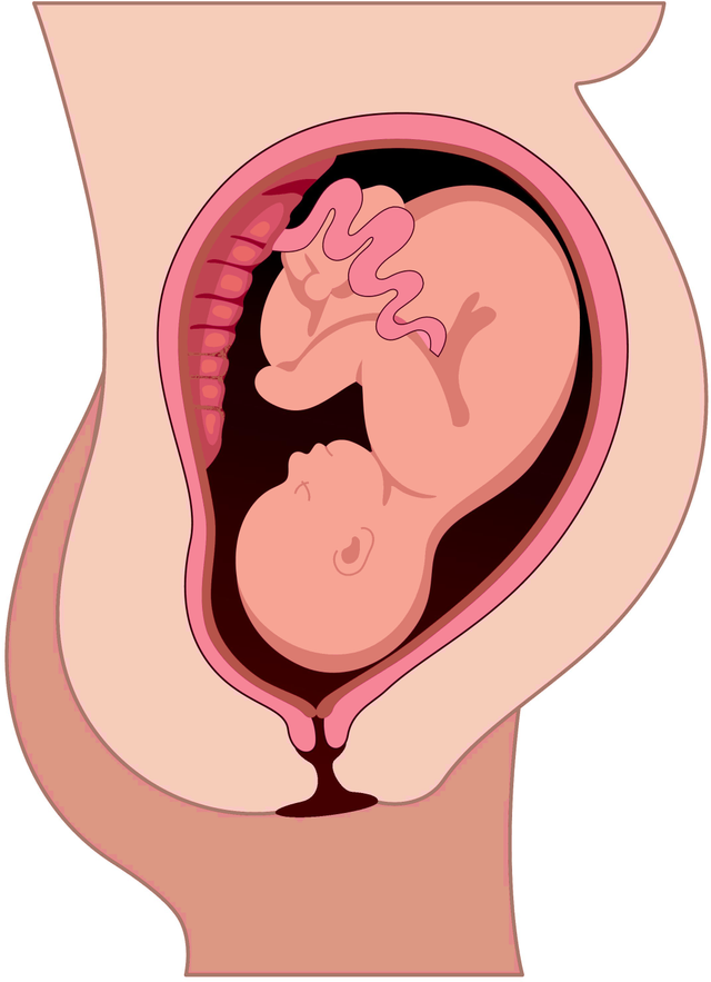 How long is the gestation period of humans?