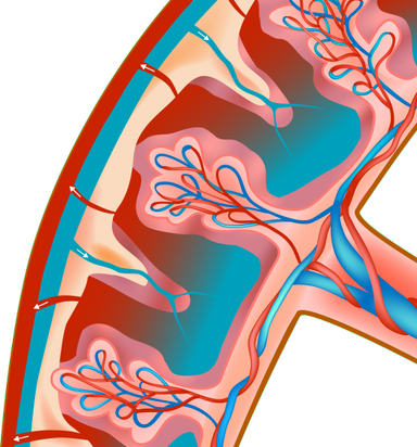 An image in a quiz