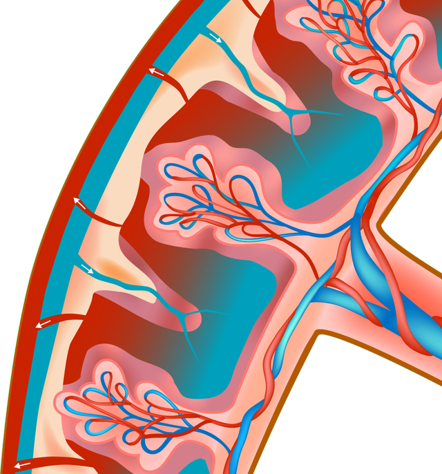 Drugs can pass from the mother to the foetus through the ...