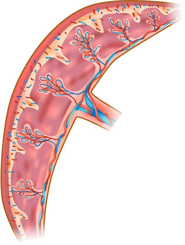 Which statements about the role of the placenta are incorrect?