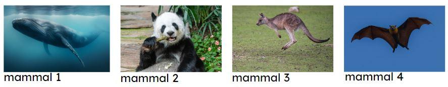 An image in a quiz