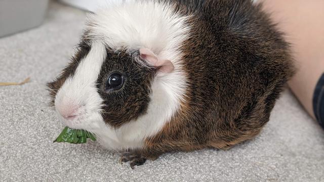 A guinea pig that is fed vegetables and looked after by a human.
