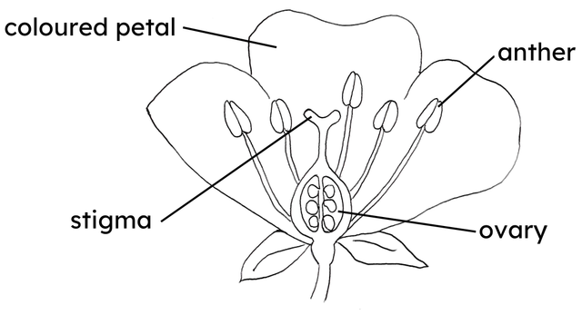 Match the parts of a flower with their function: