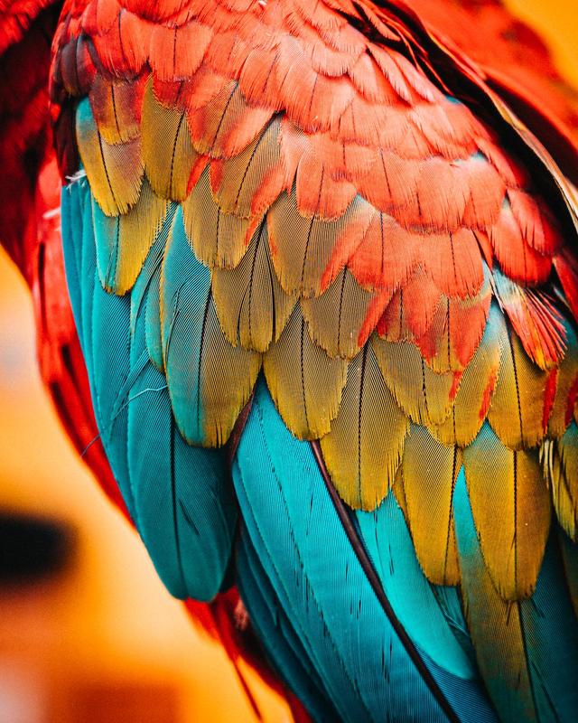 feathers.