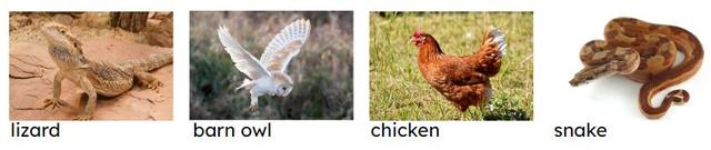 Which of these animals are reptiles?