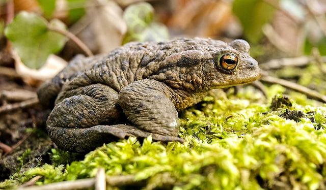 a toad