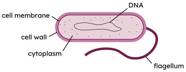 cell 2