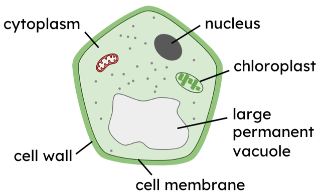 Which part of the cell controls what enters and leaves the cell?
