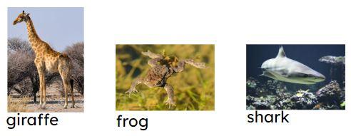 Different body parts help animals to do different things. Match its animal to its body part.