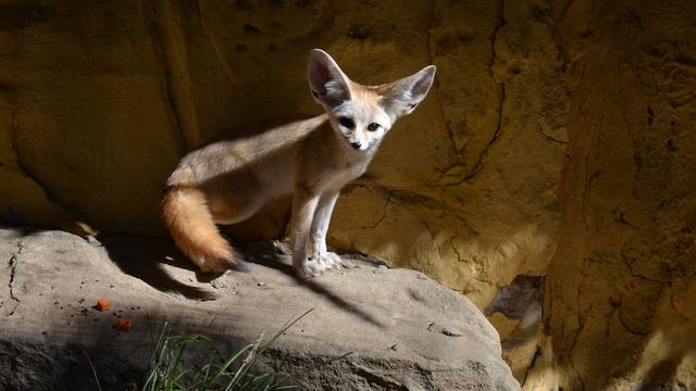 Look at the picture of the fennec fox. It has a structural adaptation of having big ears. The fennec fox lives in the desert. How might this adaptation help the fennec fox to survive in its habitat?
