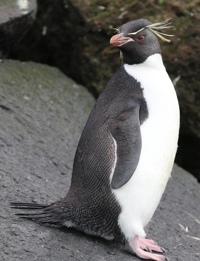 penguin