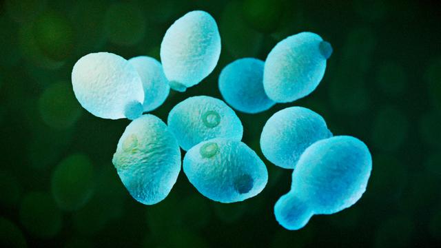 yeast