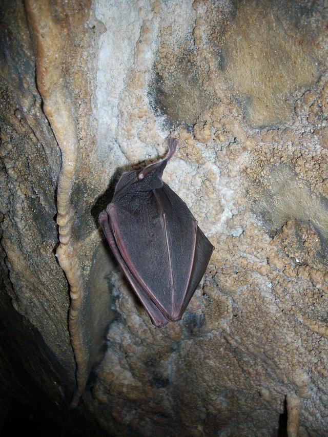 What does it mean when an animal hibernates?