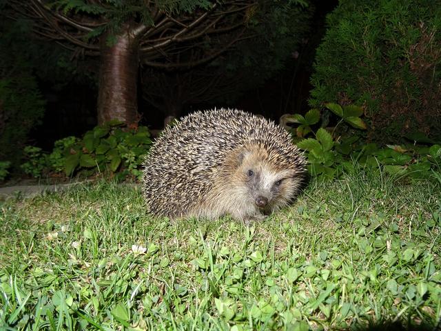 An image in a quiz