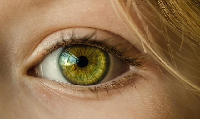 What is the name of the part of the eye into which light is reflected to allow us to see?