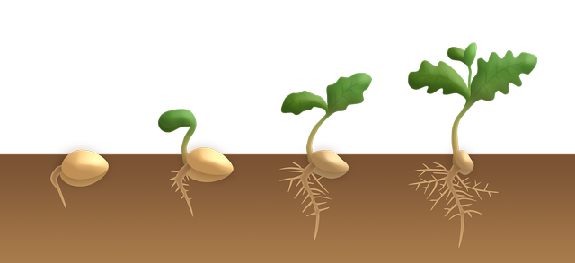 What is germination?