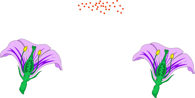 Which type of pollination increases variation?