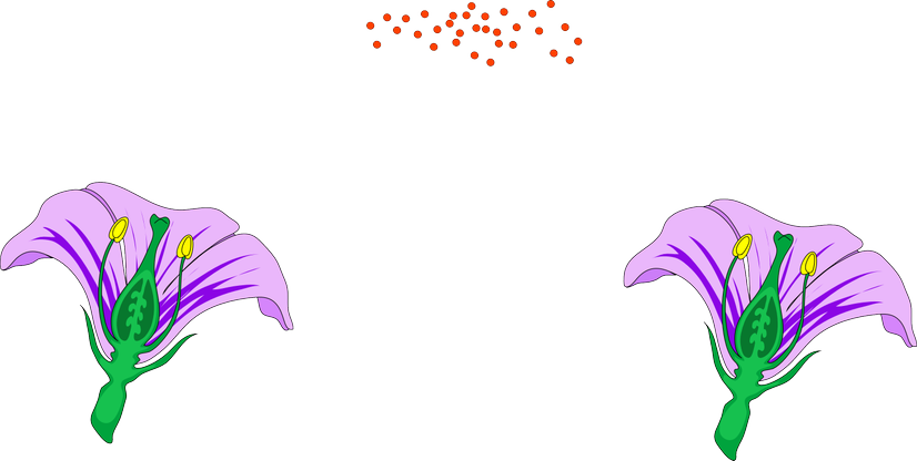 An image in a quiz