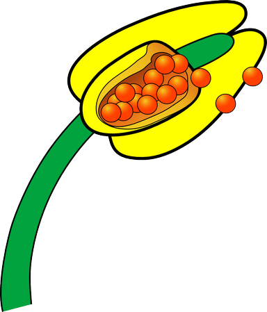 An image in a quiz