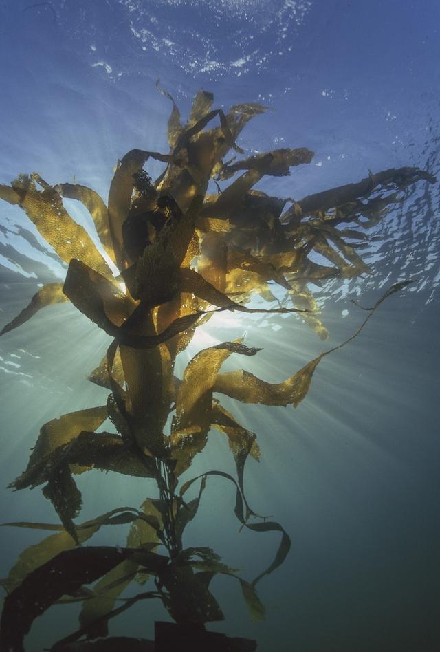 Sea kelp grows in an ocean habitat because ...