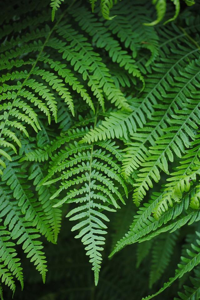 fern