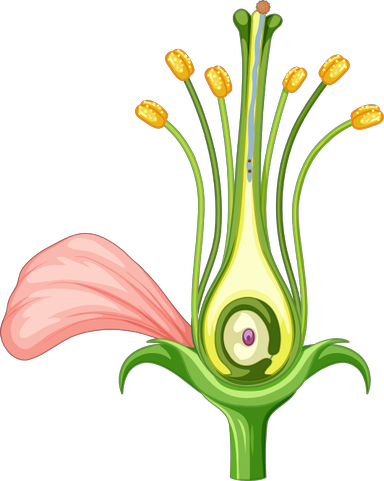 An image in a quiz