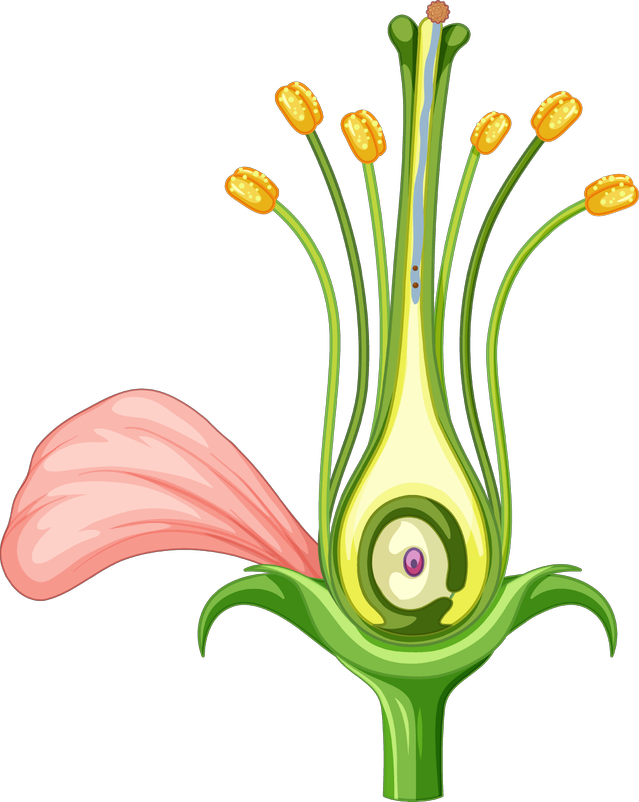 Flowers are the <span class="blank">______</span> organs of a plant.
