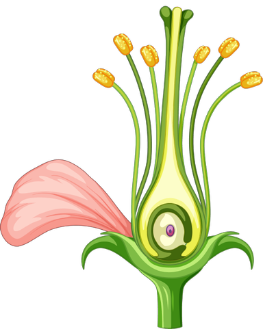 An image in a quiz