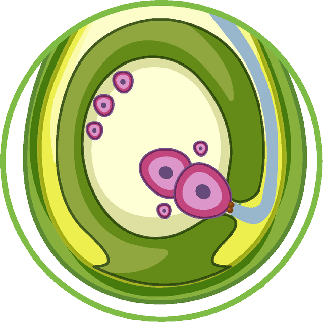 An image in a quiz