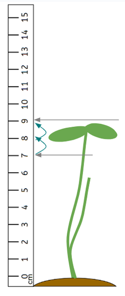 An image in a quiz