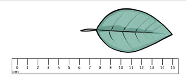 The leaf is 15 cm long.
