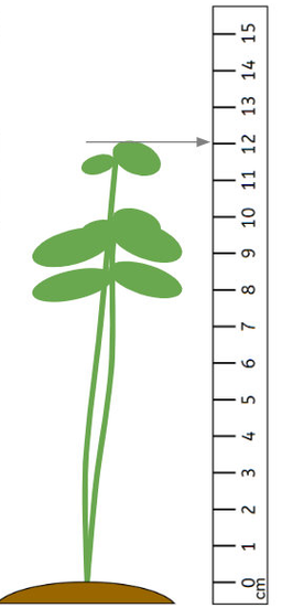 An image in a quiz