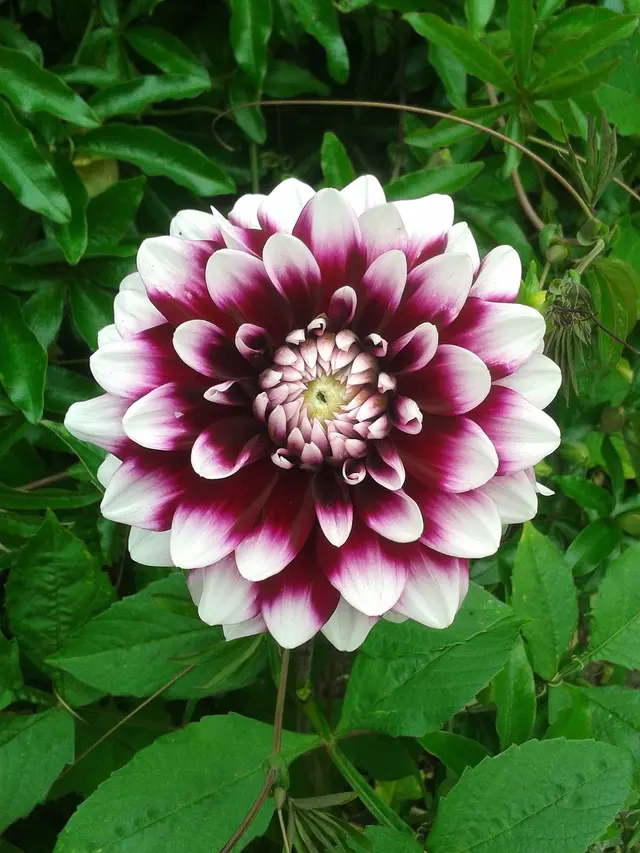 What is the function of flowers on a plant?