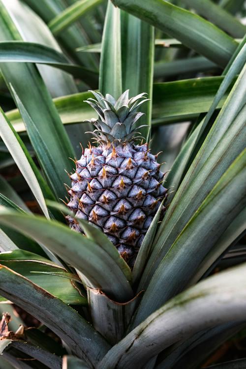 Which of these statements describe the structure of this pineapple plant?