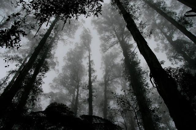 An image in a quiz