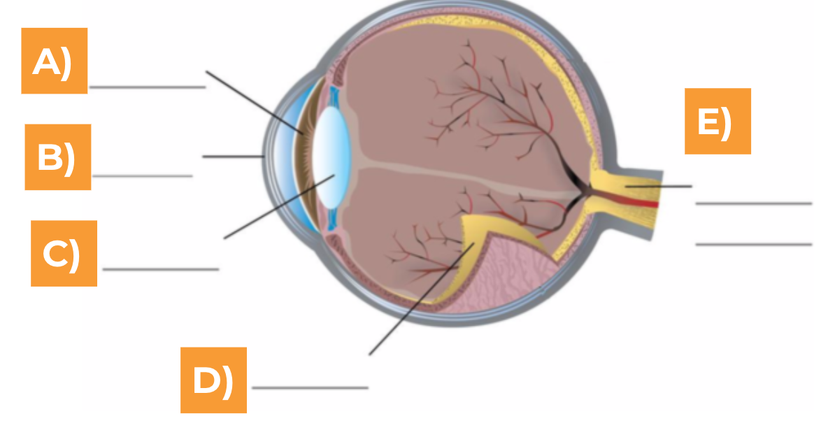 An image in a quiz