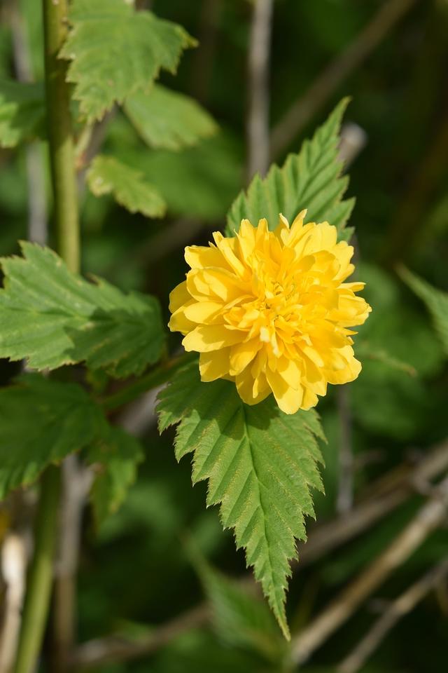 Which of these statements about plants is not correct?