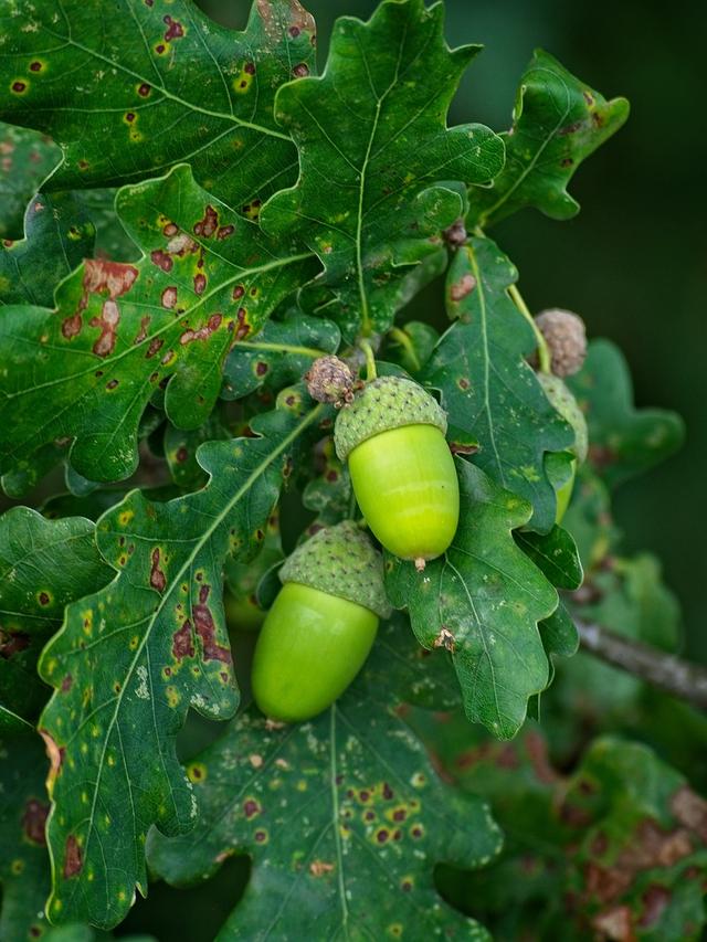 oak tree