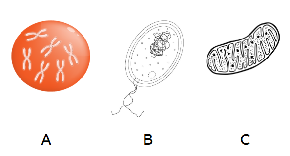 An image in a quiz