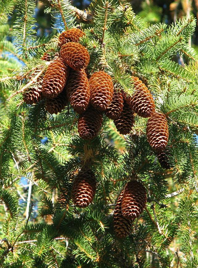 spruce tree