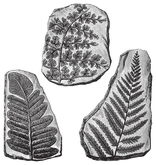 True or false? Only animals can become fossils.