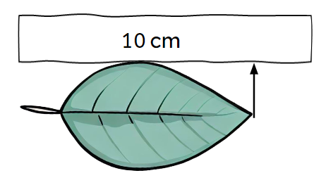 An image in a quiz