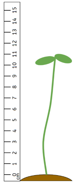 An image in a quiz