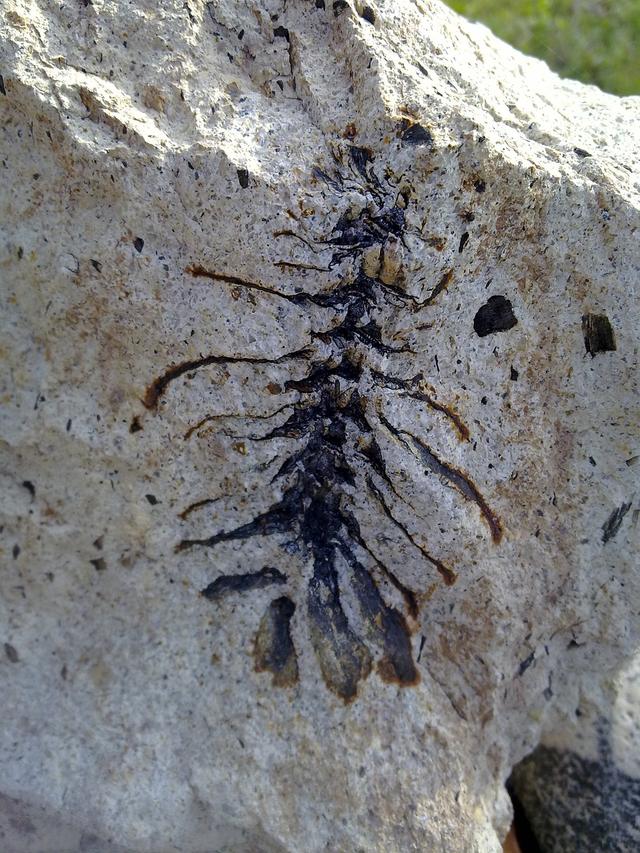 Do all living things form a fossil when they die?
